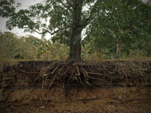 Tree roots cross section