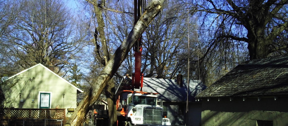 Emergency Cottonwood Removal