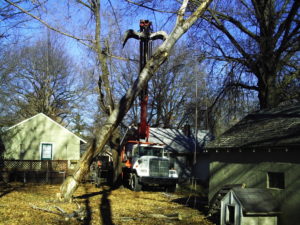 Emergency Cottonwood Removal