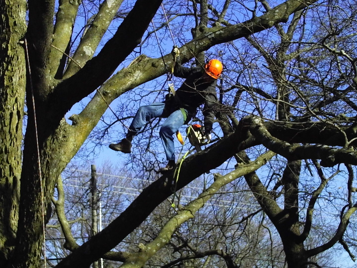 Tree Pruning | Forest Keepers Tree Care