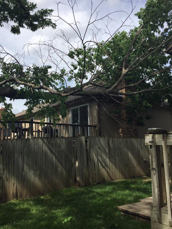 Fallen elm on roof