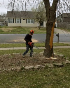 Twin ash trees needed to be removed due to Ash borer