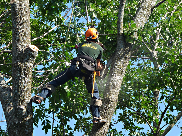 ash-straddling-forked-limbs