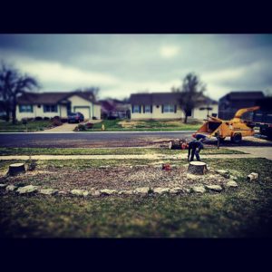 Ash Borer forces ash removals