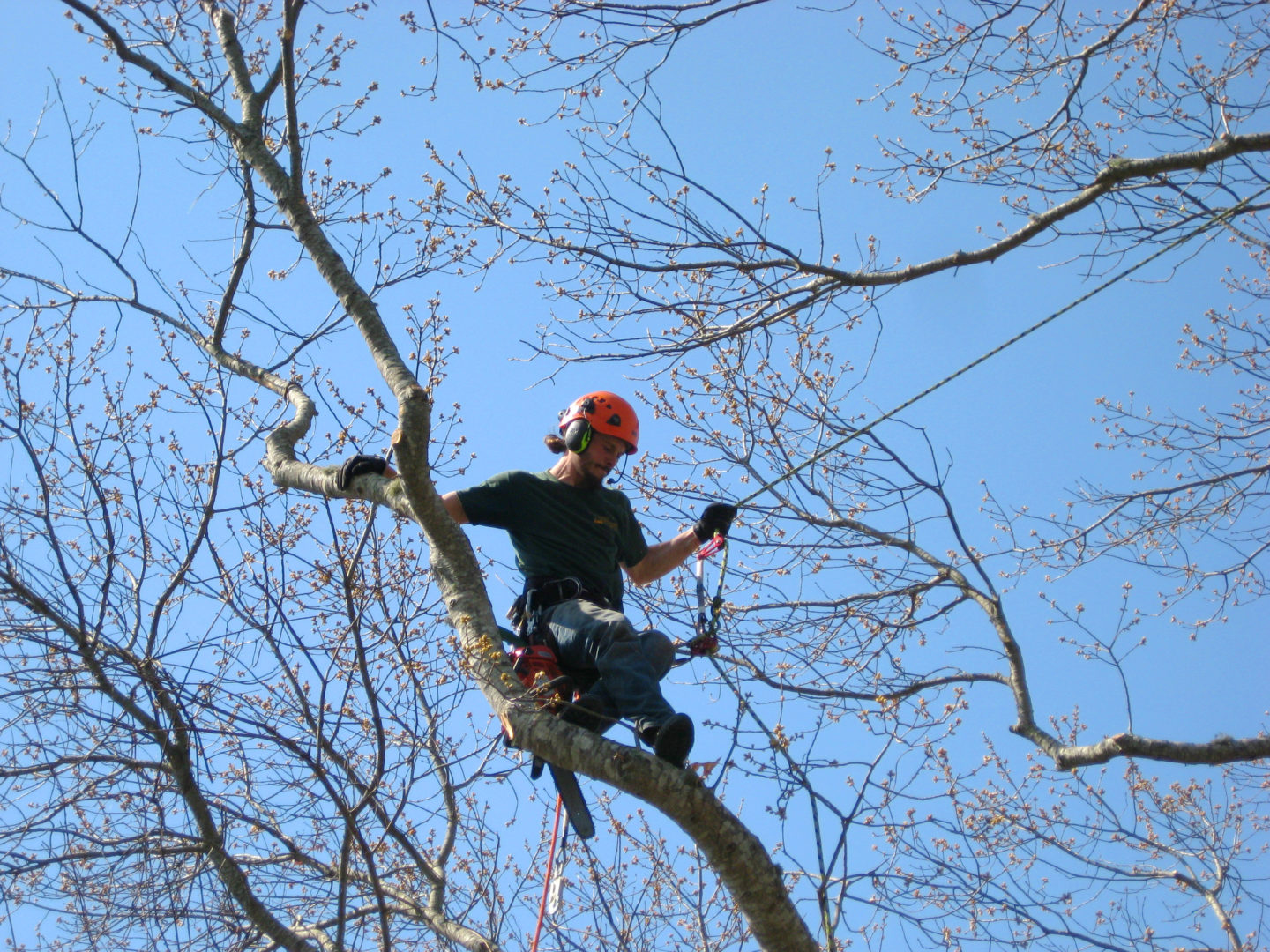 parats-limb-walking | Forest Keepers Tree Care