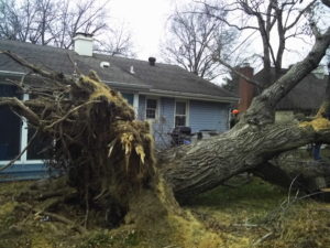 Fallen Siberian Elm in winter storm