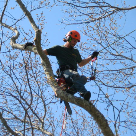 #1 Local Hometown Tree Service Company | Forest Keepers Tree Care