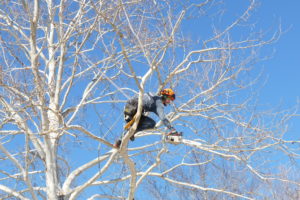 Tree trimming a sycamore in Leavenworth, KS