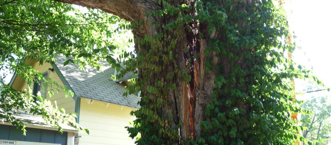 Cracked split dangerous hackberry