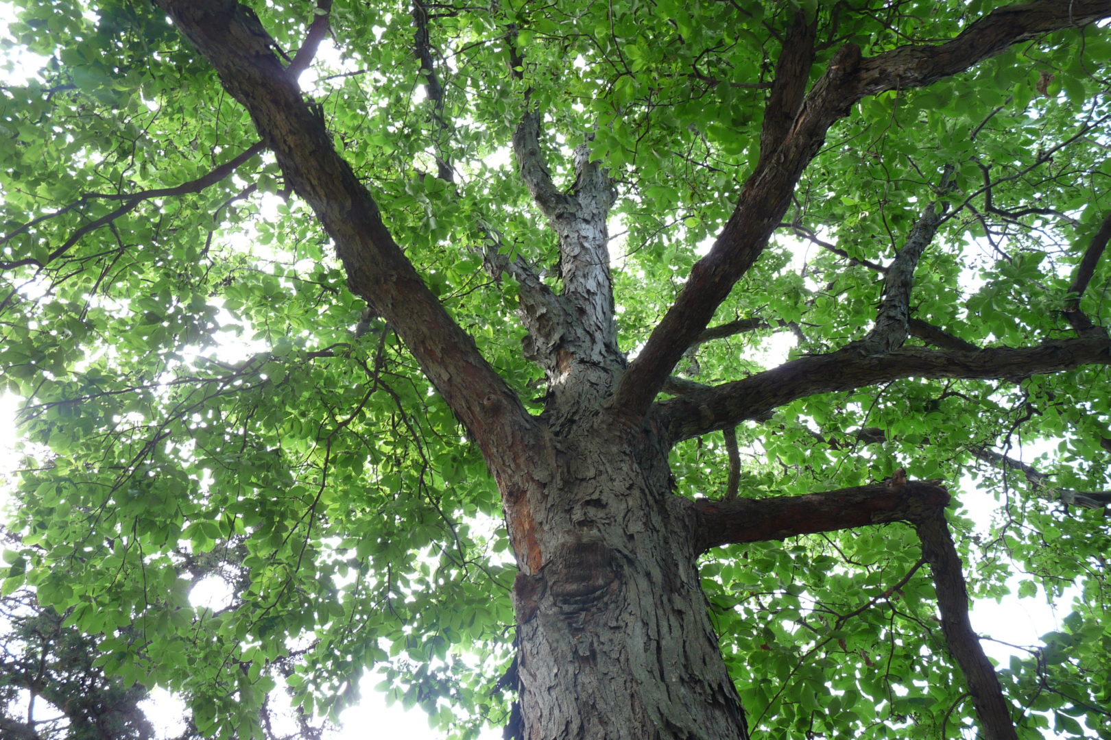 Champion Trees in the KC area | Forest Keepers Tree Care